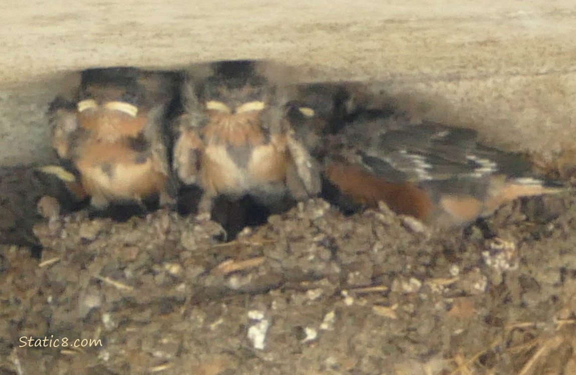 Barn Swallow babies standing in the nest