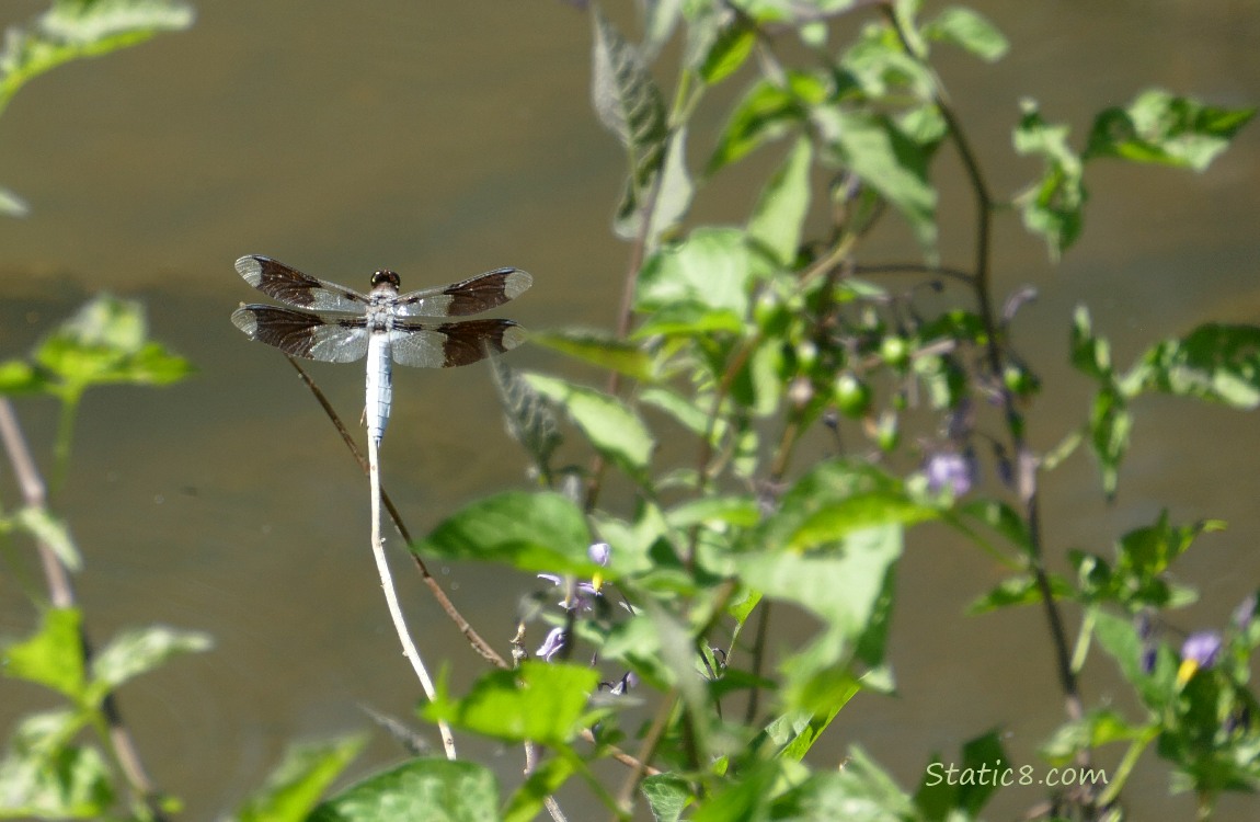 Dragonfly standing on a twig, with Bittersweet Nightshade blooms