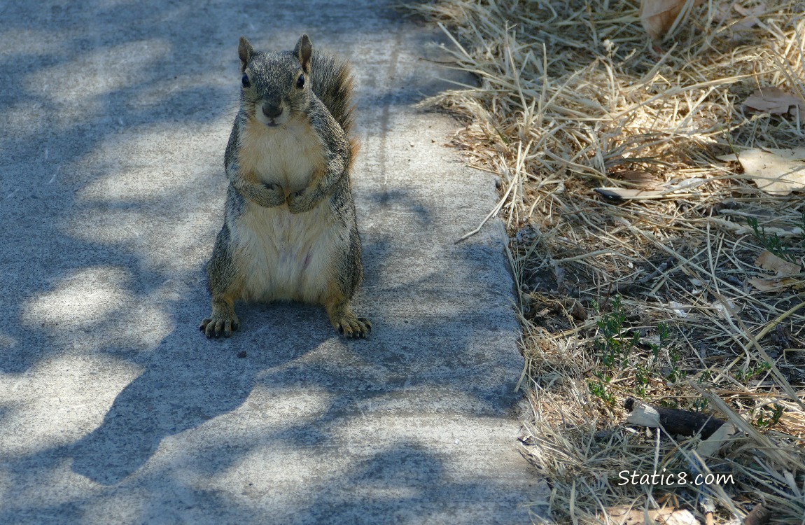 Squirrel standing on the path