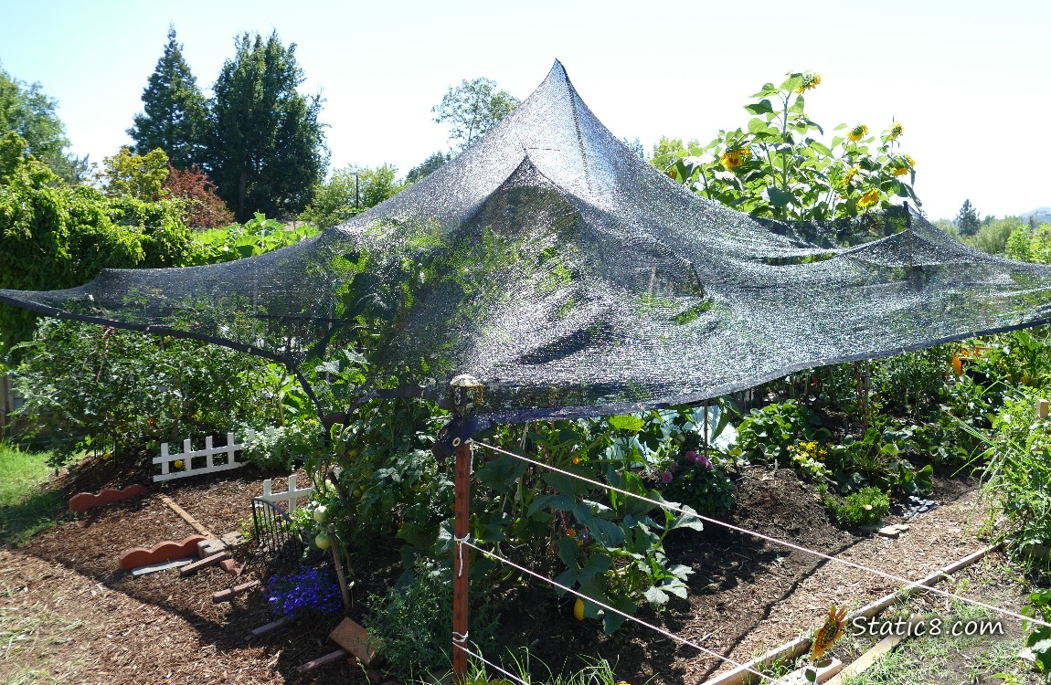 shade tent over a garden plot