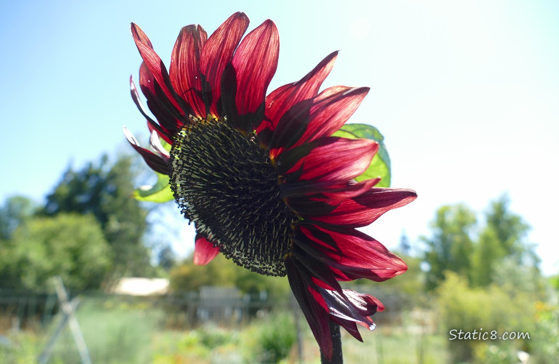 Red sunflower bloom in front of the blue sky