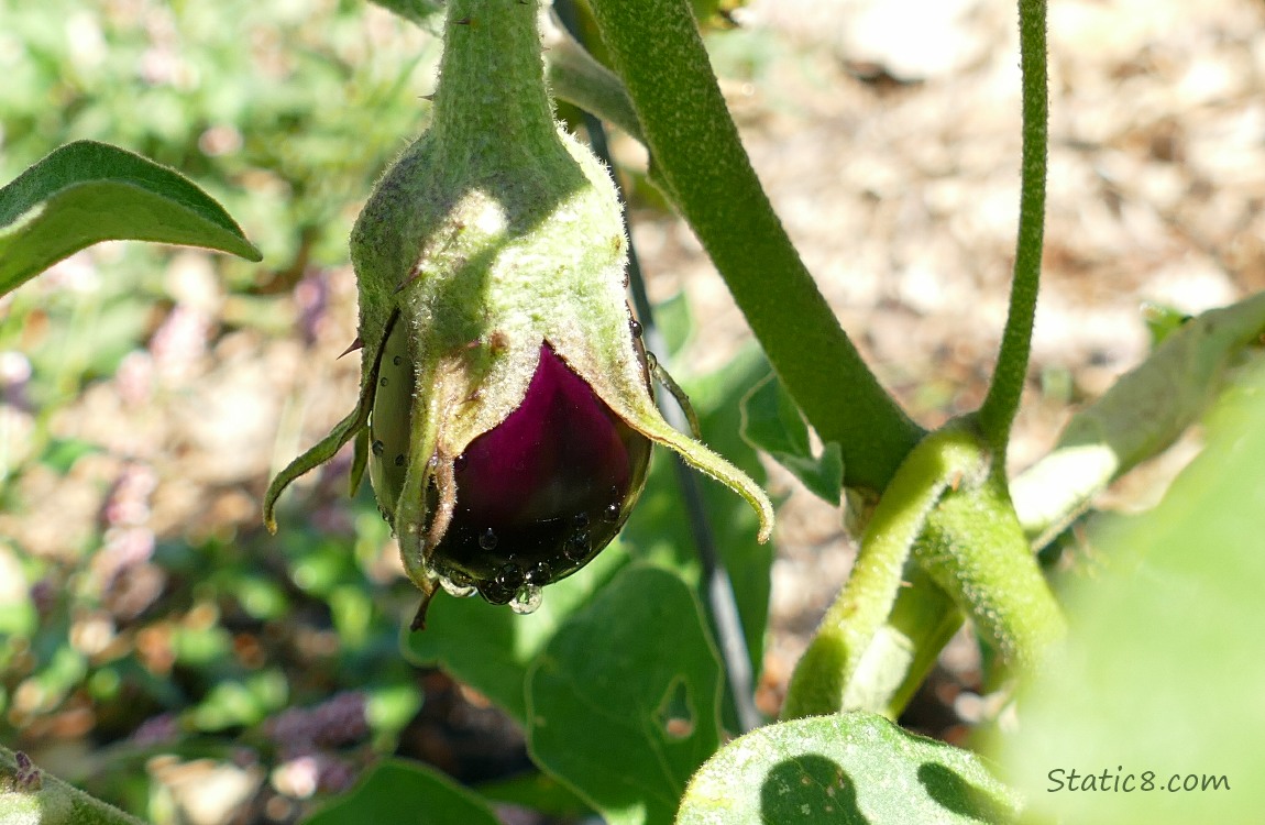 small Aubergine fruit growing on the plant