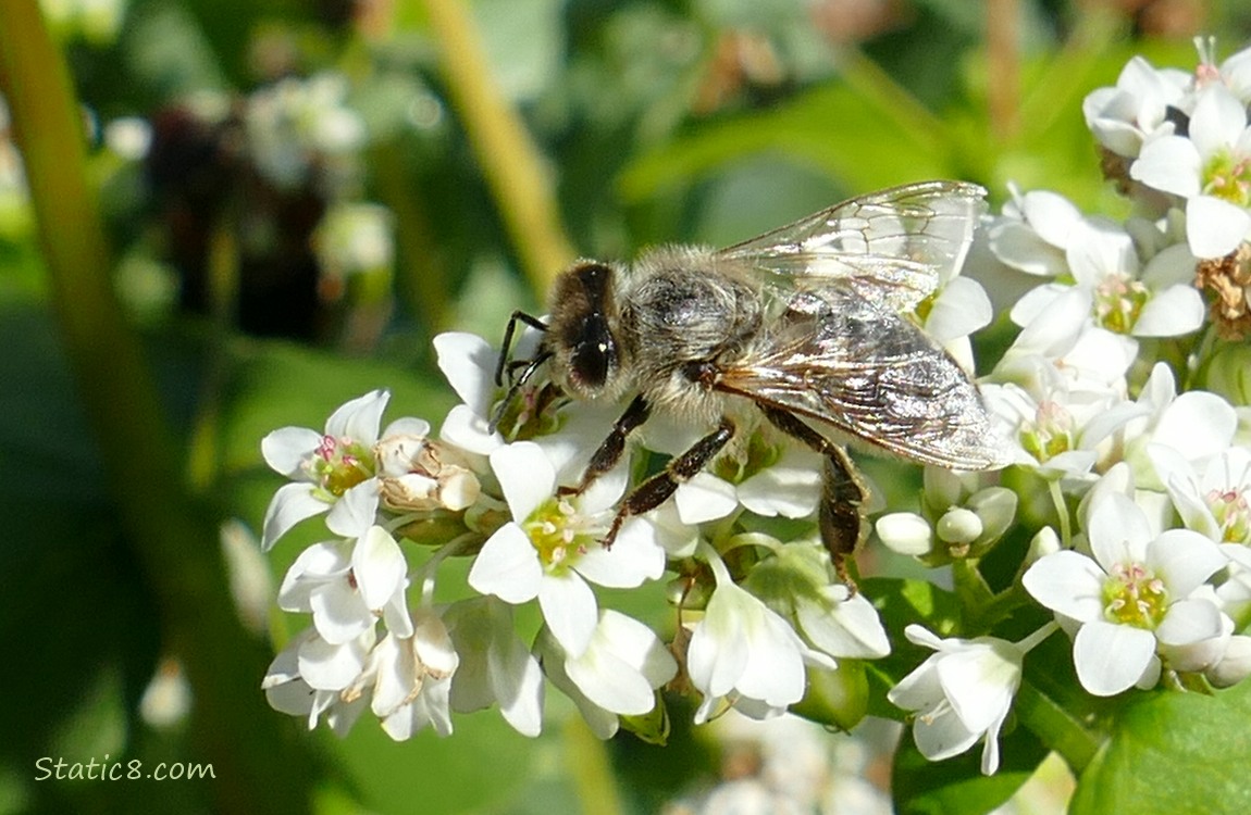 Honey Bee on a Buckwheat bloom
