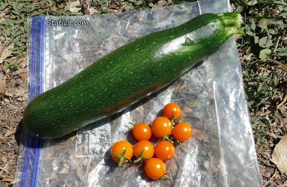 Harvested zucchini and sungolds on a ziplock bag laying on the ground