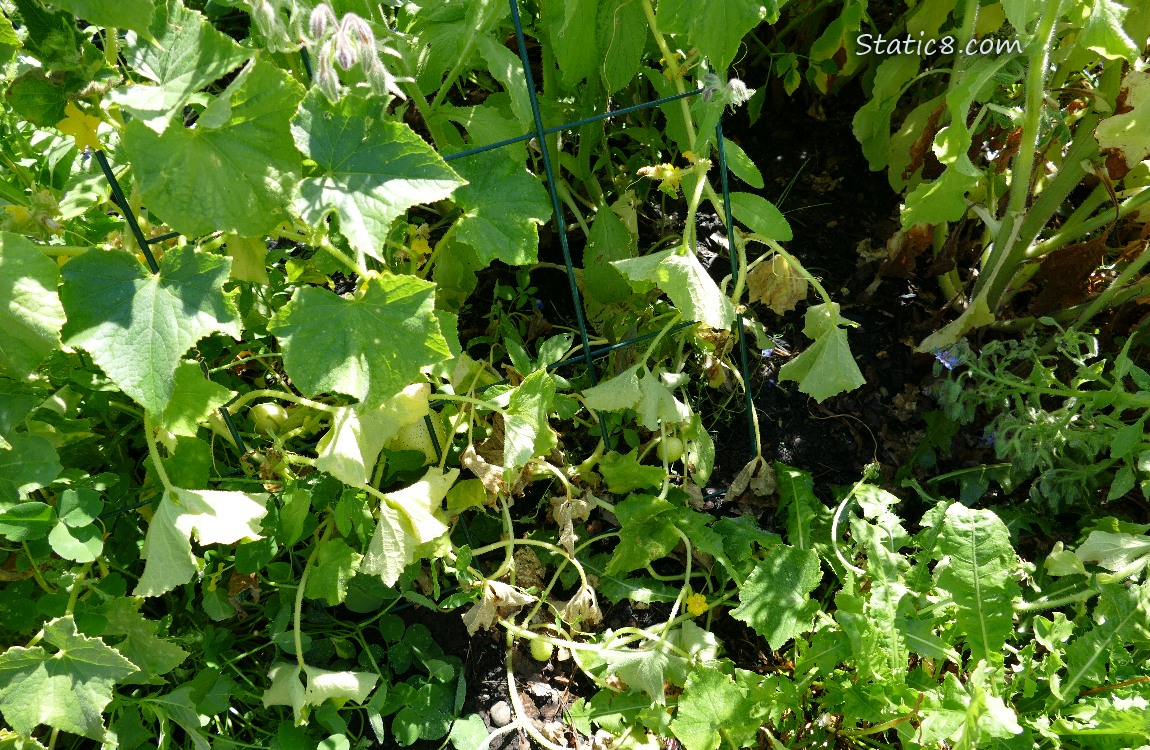 Cucumber plants on a wire trellis