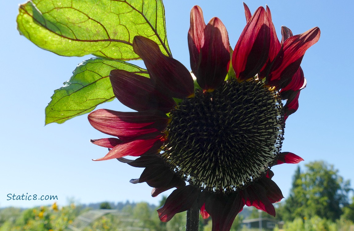 Red Sunflower bloom in front of blue sky