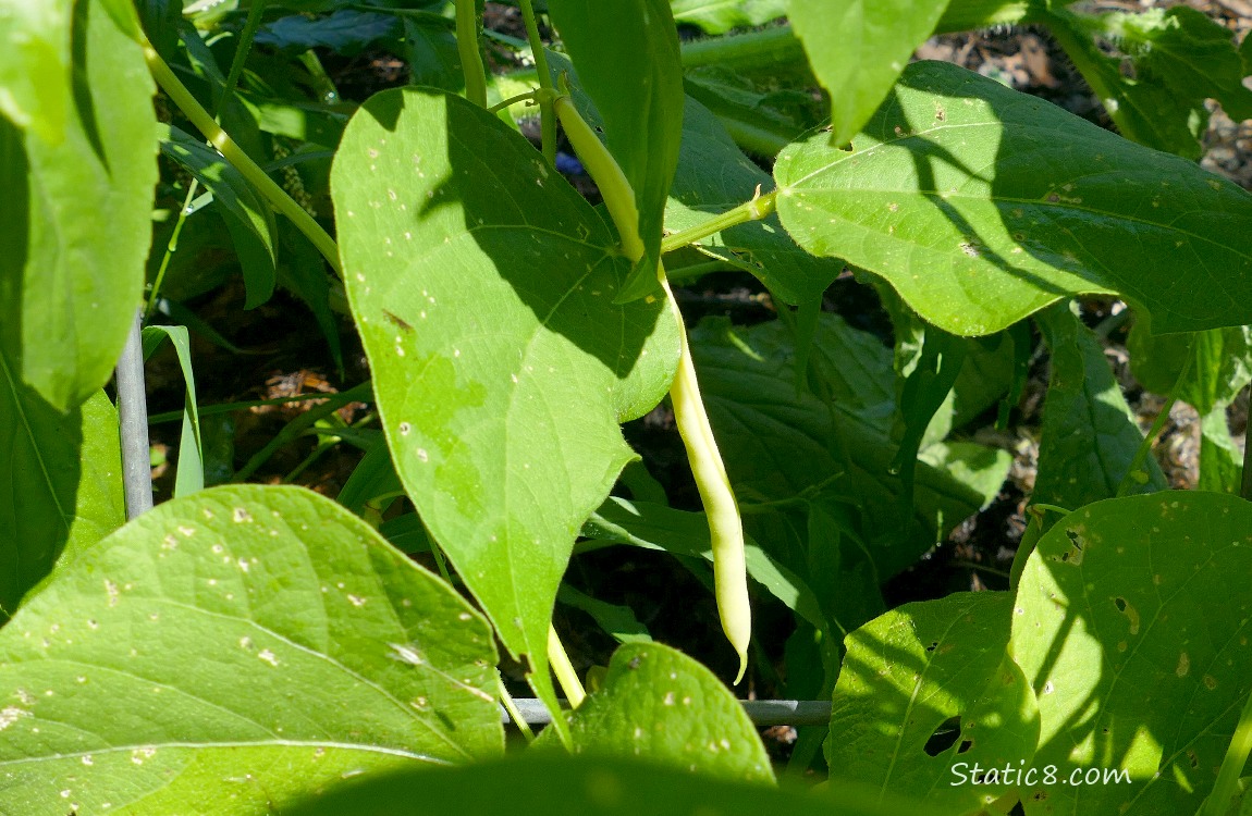 Wax Bean hanging from the vine
