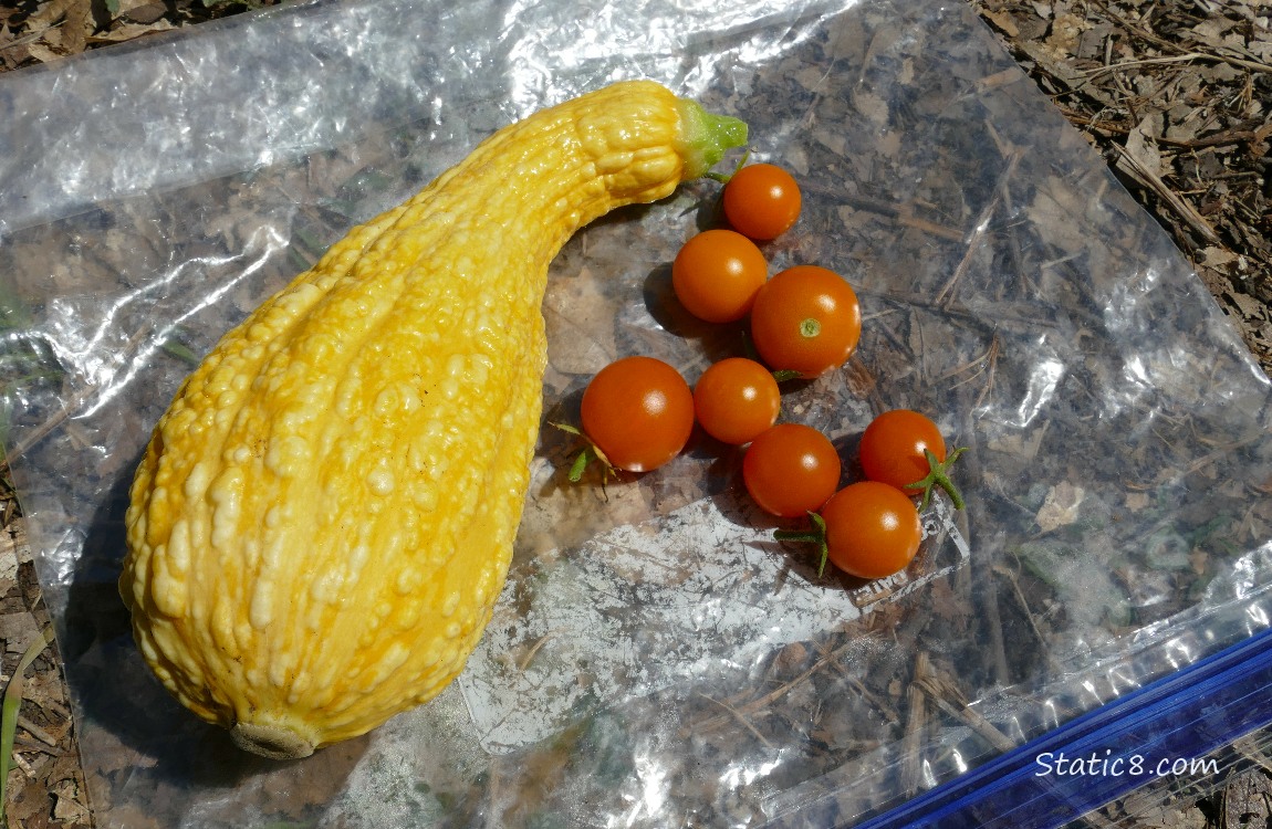 Harvested crookneck and a handful of sungold, lying on a ziplock bag
