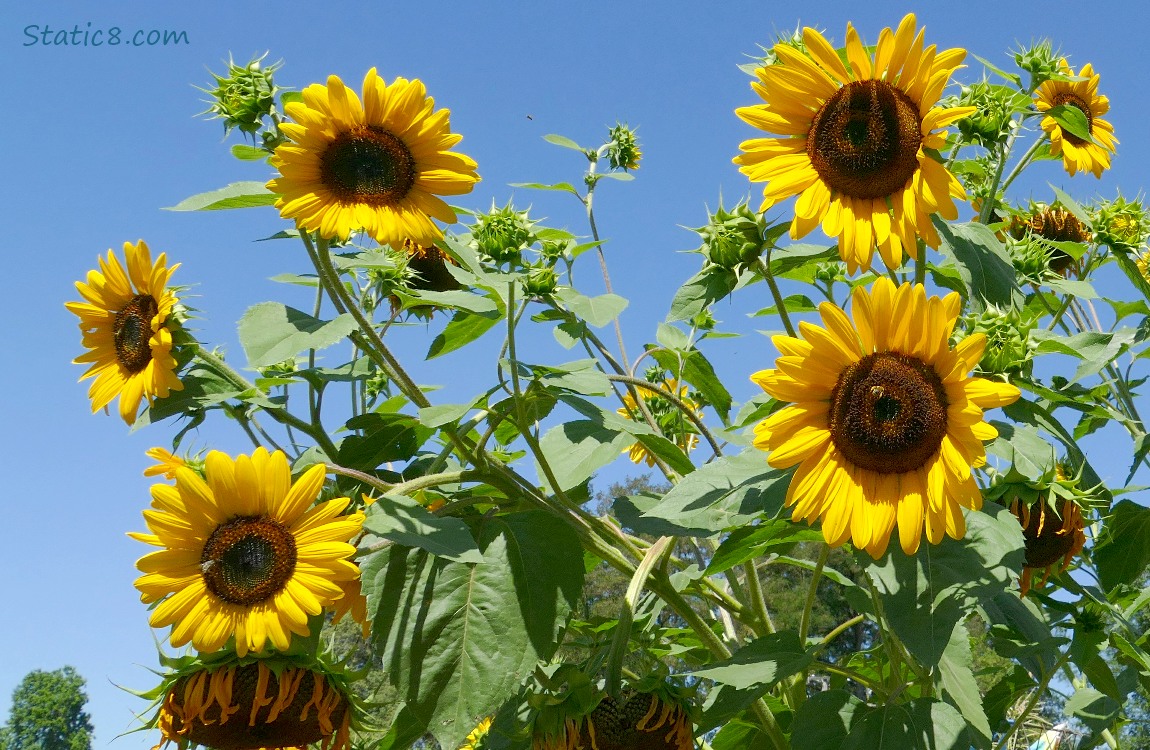 Sunflower blooms and plant in front of blue sky