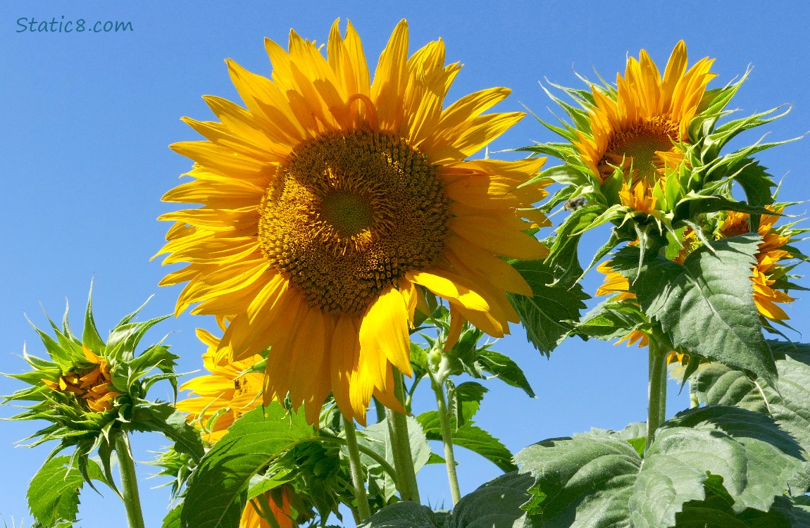 Sunflowers in front of blue sky