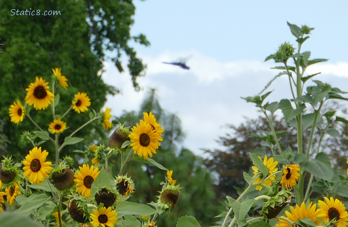 Blurry dragonfly flying over sunflower blooms