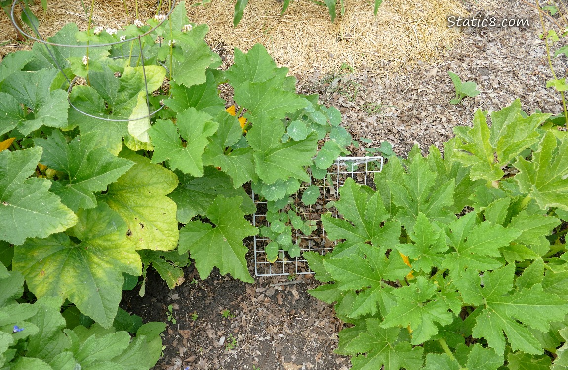 Squash plants and Nasturtium plants