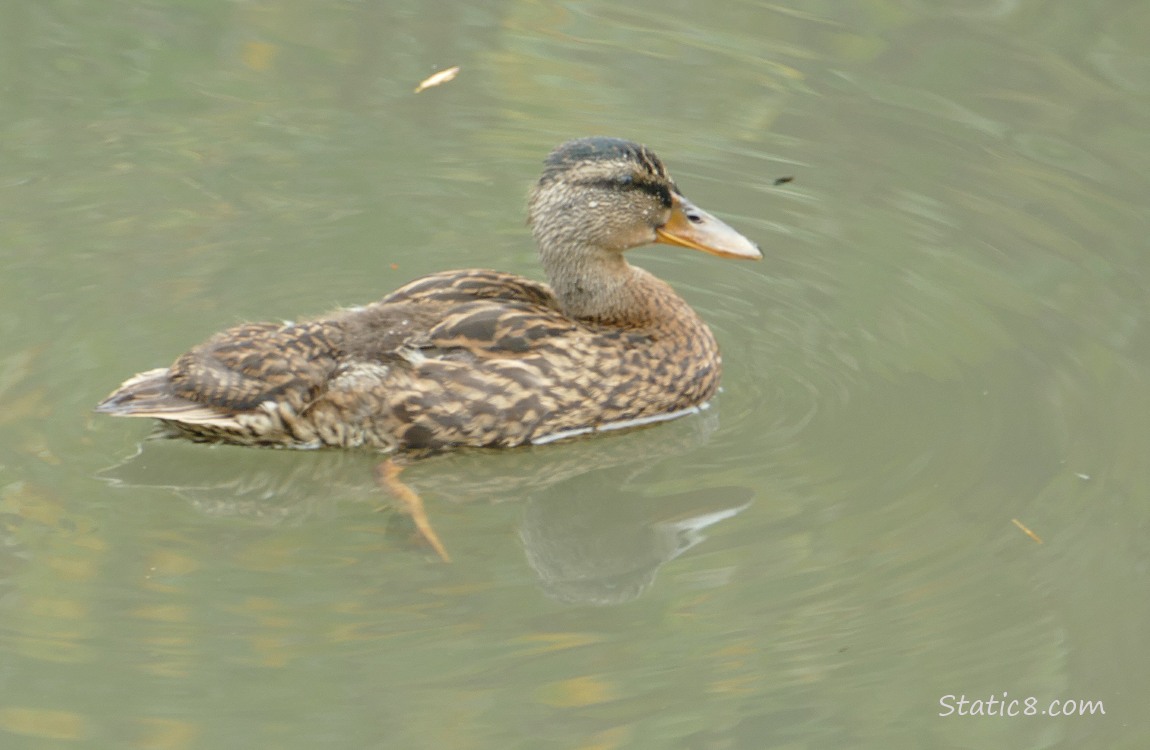 Older duckling paddling on the water