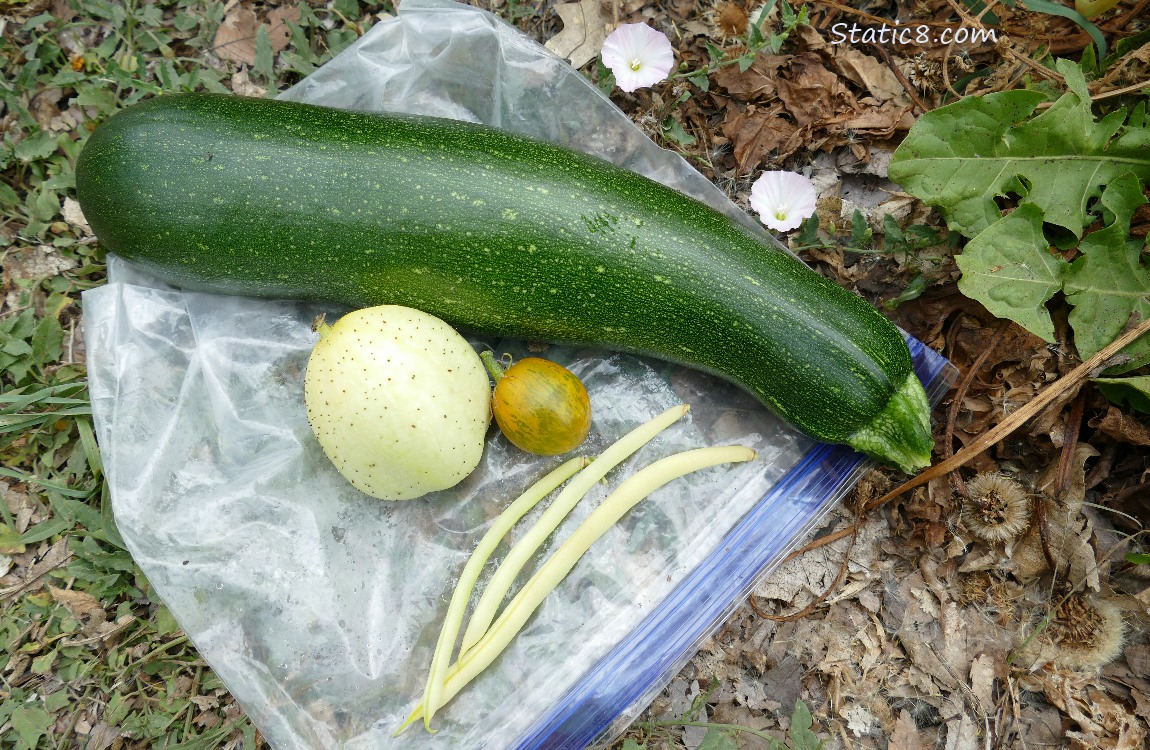 Harvested Veggies