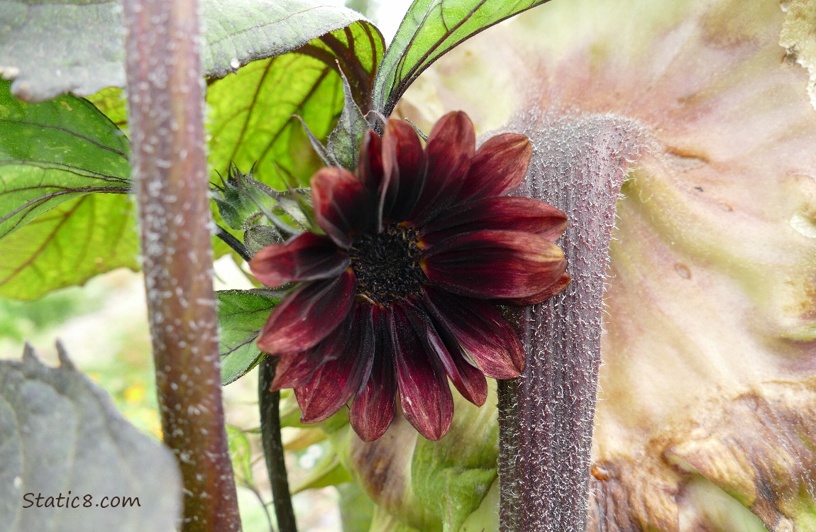 Small Red Sunflower bloom