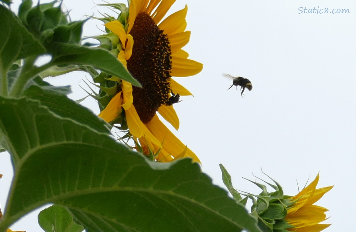 Bumblebees flying towards Sunflower blossom