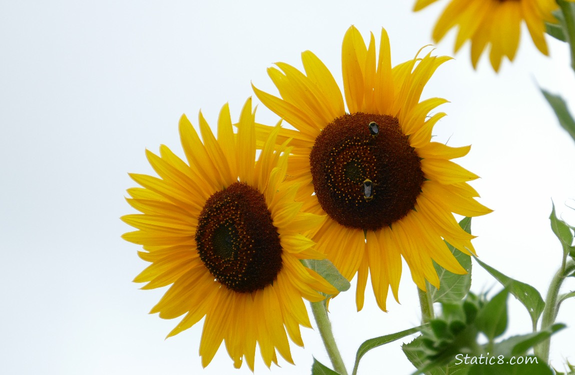 Bumblebees flying towards Sunflower blossom