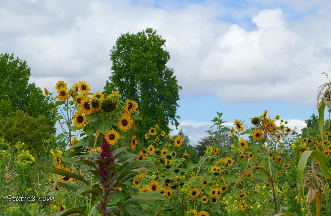 Loads of sunflower blooms under puffy white clouds in a blue sky