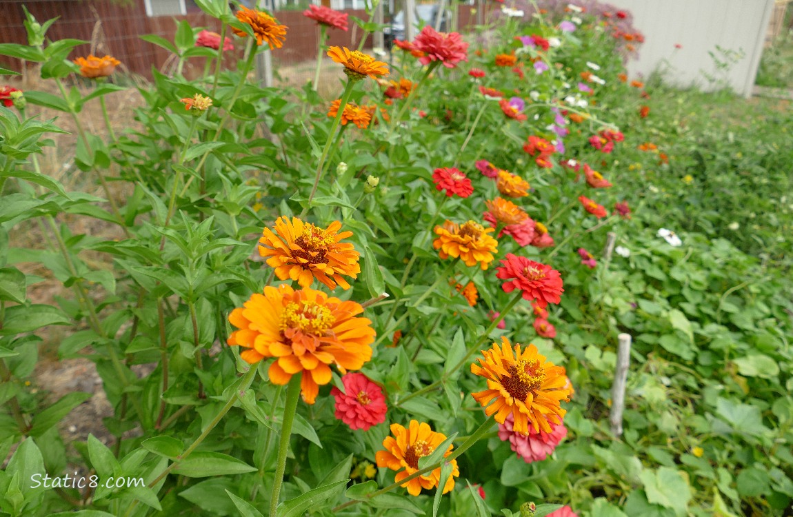 Zinnias along the border of a garden plot