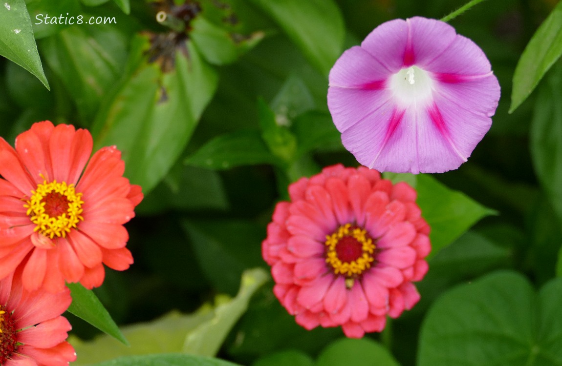 Pink Zinnias with Morning Glories