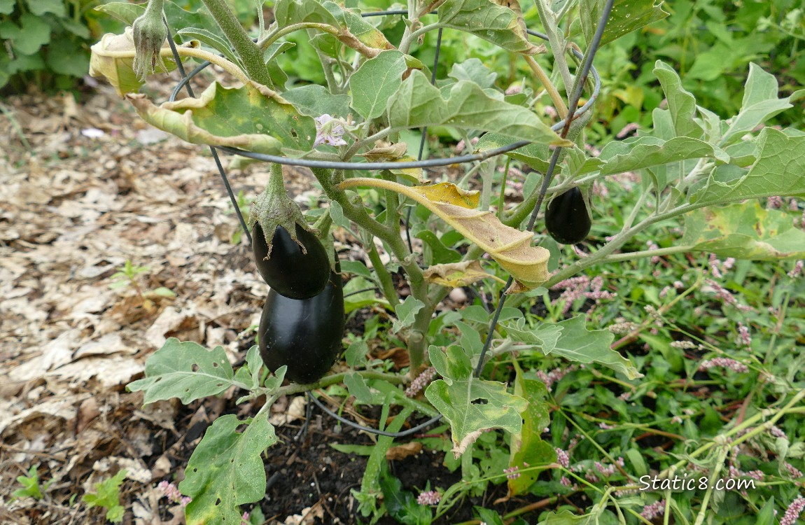 Aubergine plant with three small fruits and dead leaves