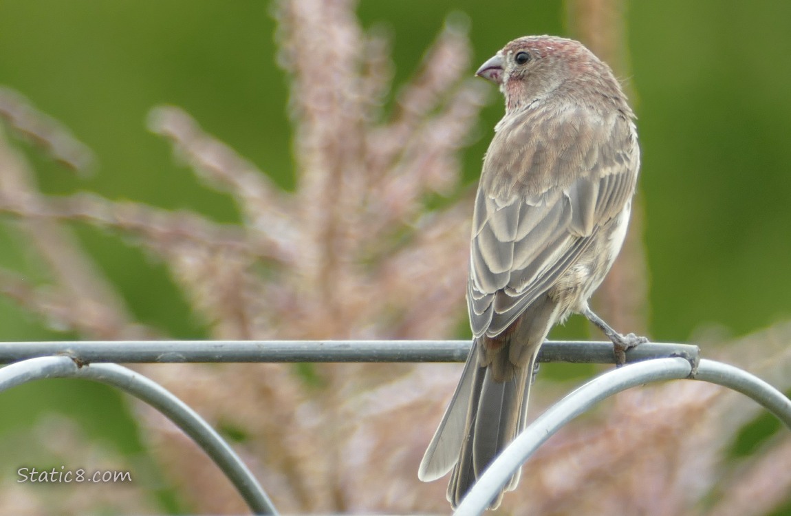 House Finch standing on a wire trellis
