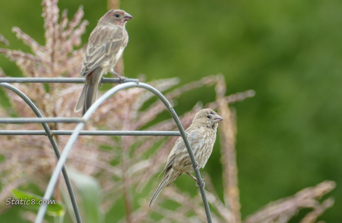 Two House Finches standing on a wire trellis