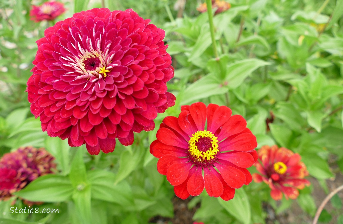 Red Zinnia blooms