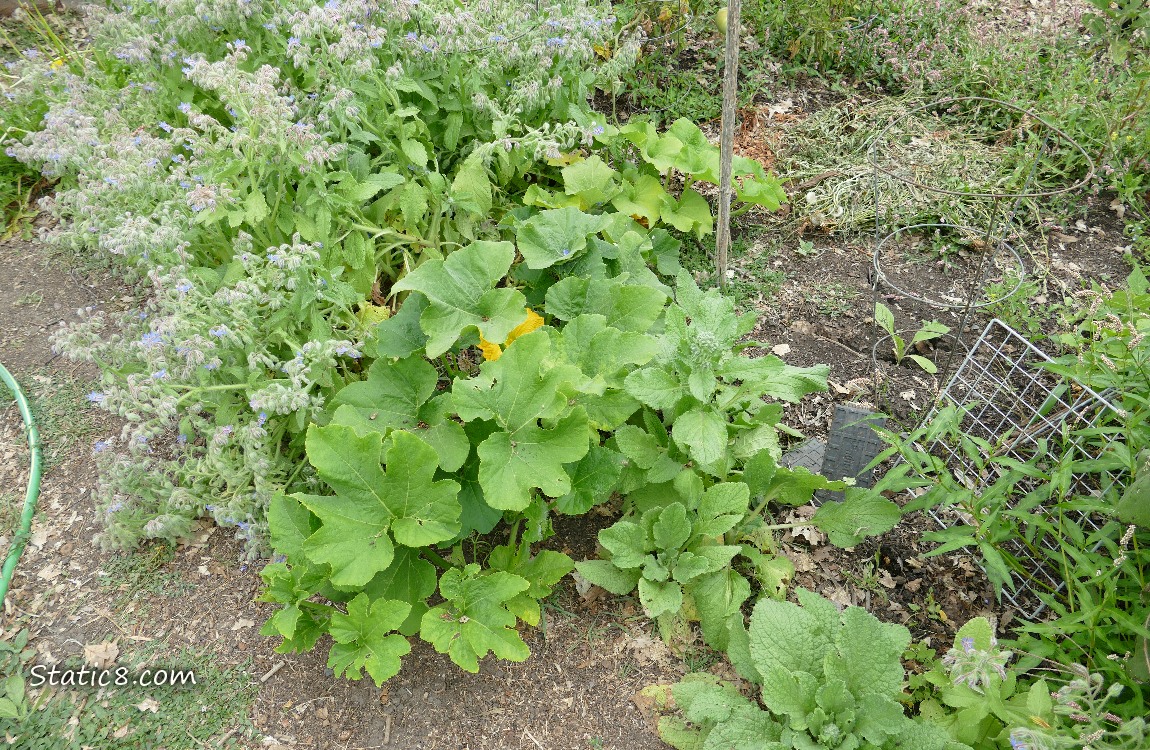 Squash plants