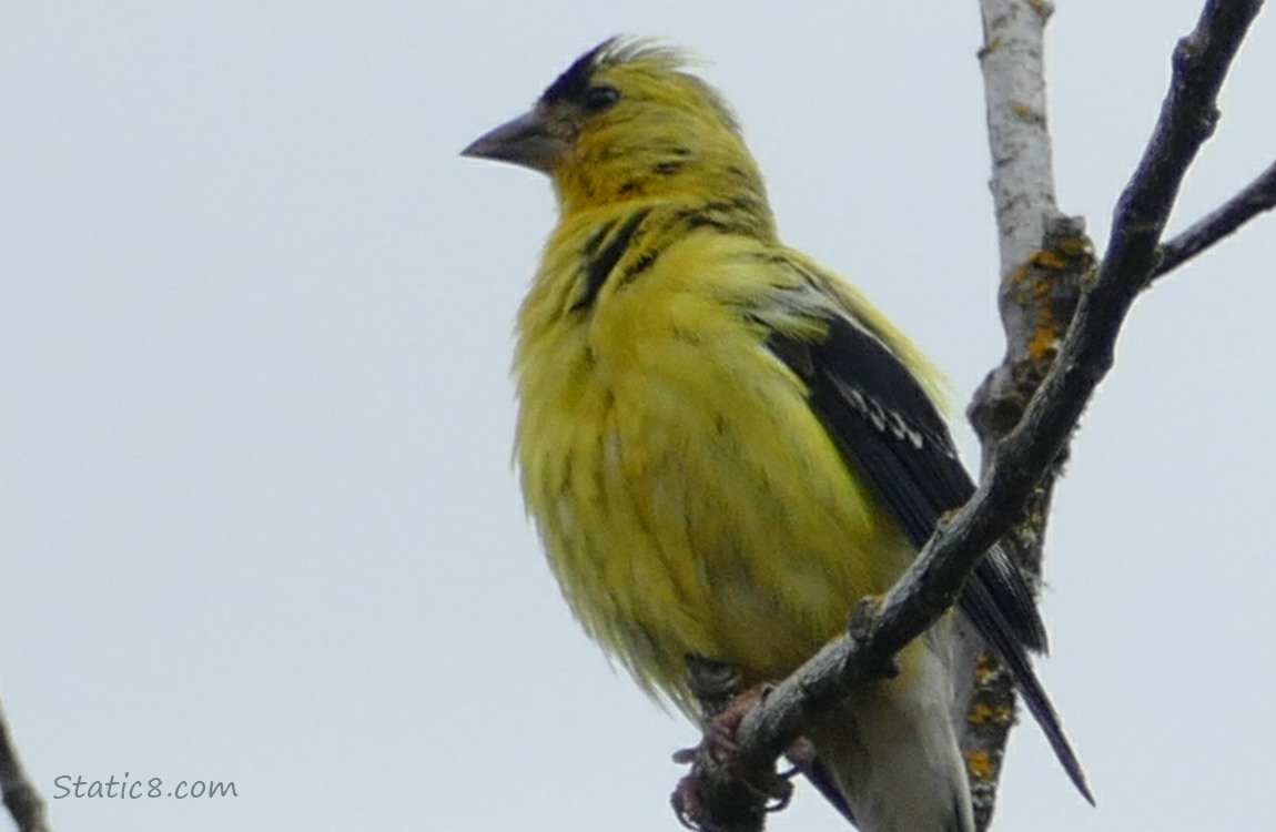 American Goldfinch standing on a stick in front of grey sky