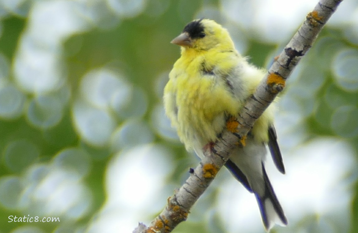 American Goldfinch standing on a stick