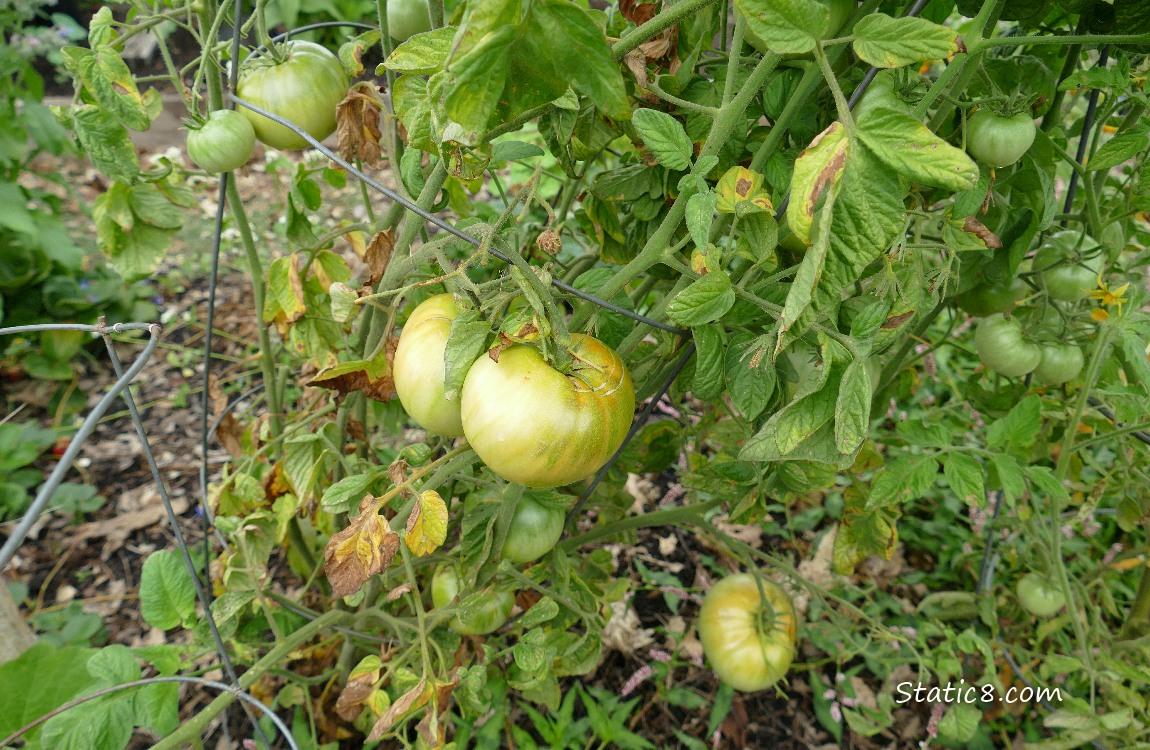Tomatoes ripening on the vine
