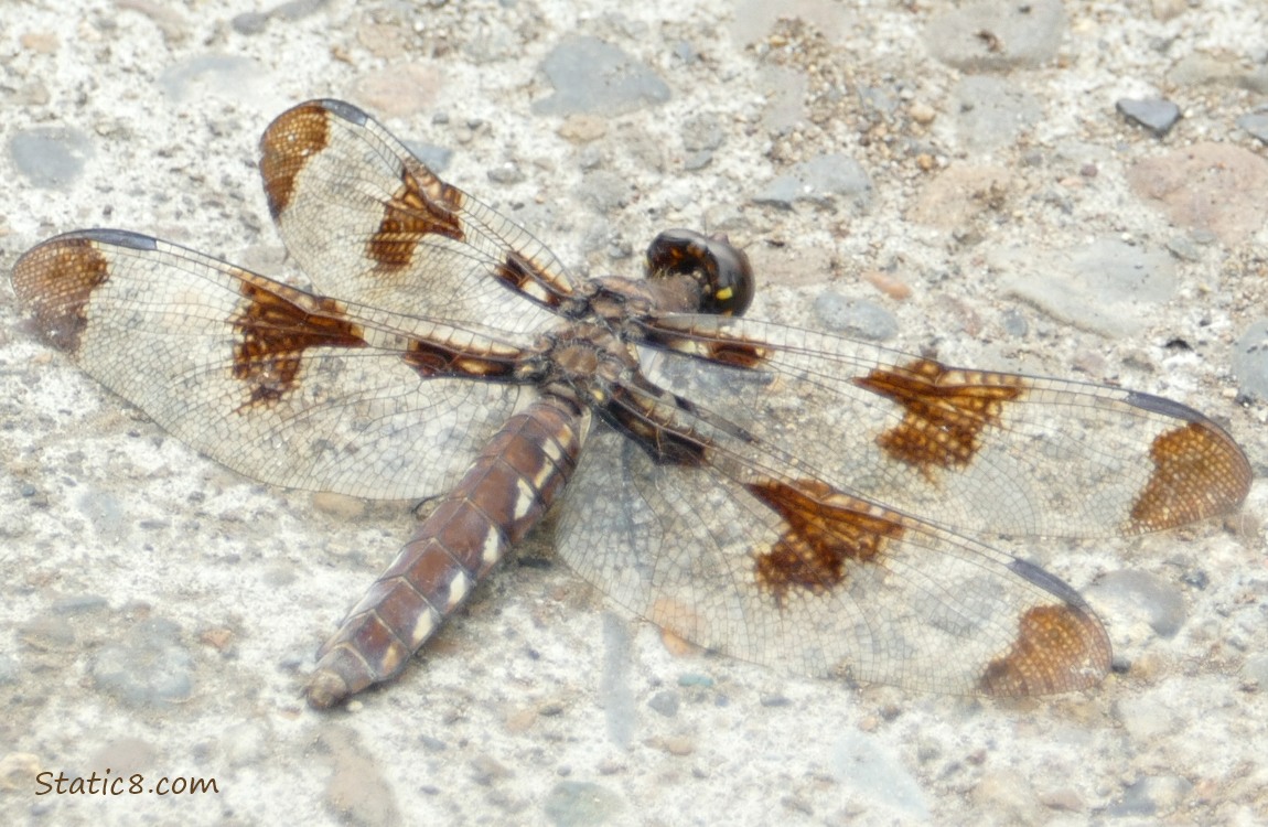 Dragonfly standing on the sidewalk