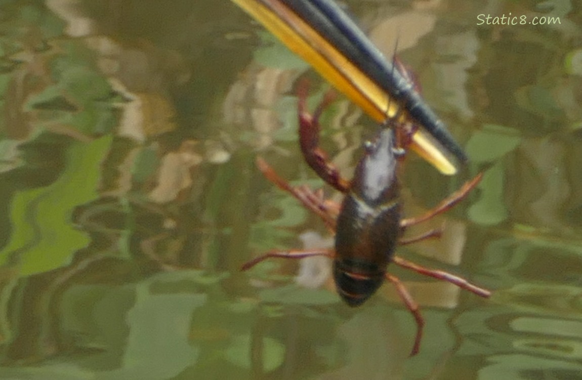 Crawdad hanging from a beak