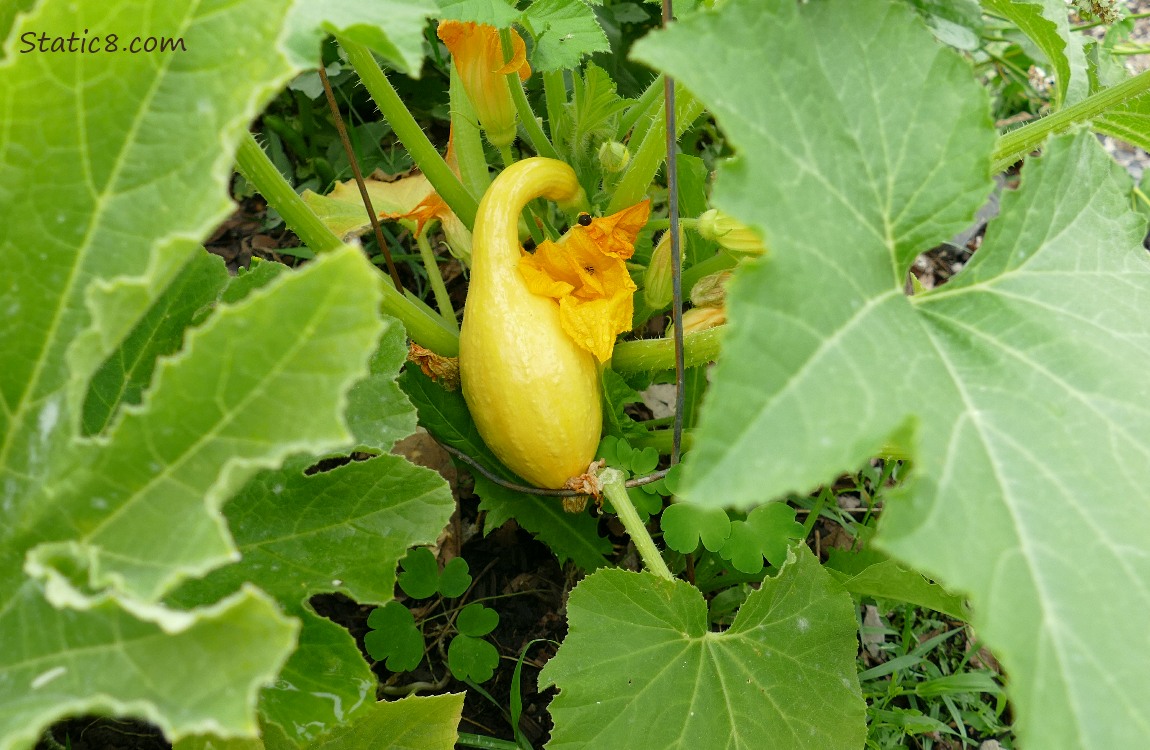 Crookneck fruit growing under the leaves of the plant