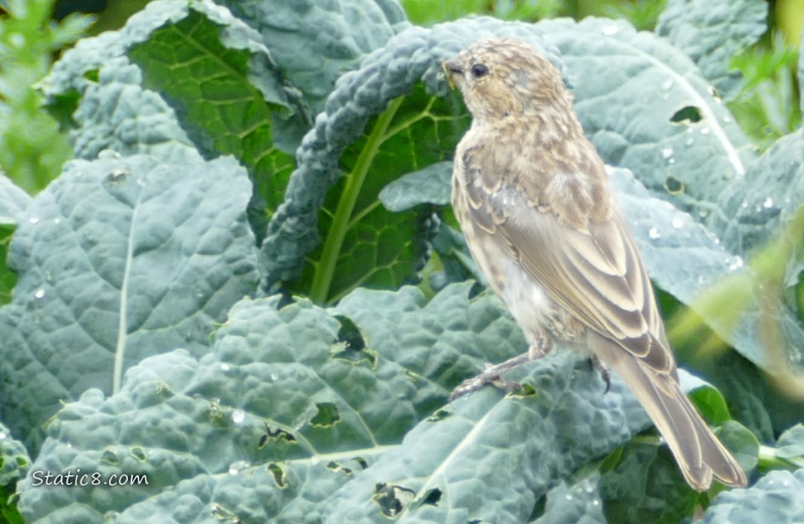 House Finch standing on a kale leaf