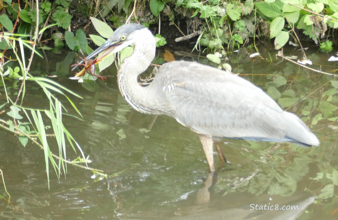 Great Blue Heron with a Crawdad in their beak