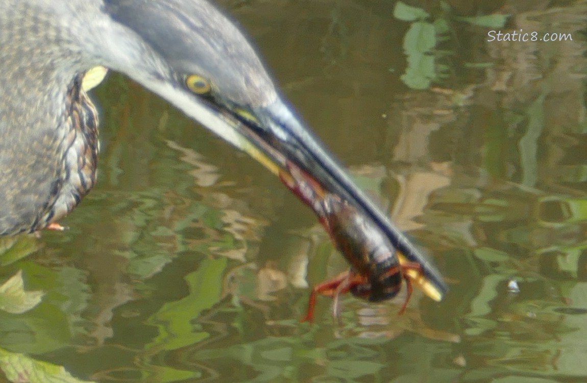 Great Blue Heron with a Crawdad hanging from their beak