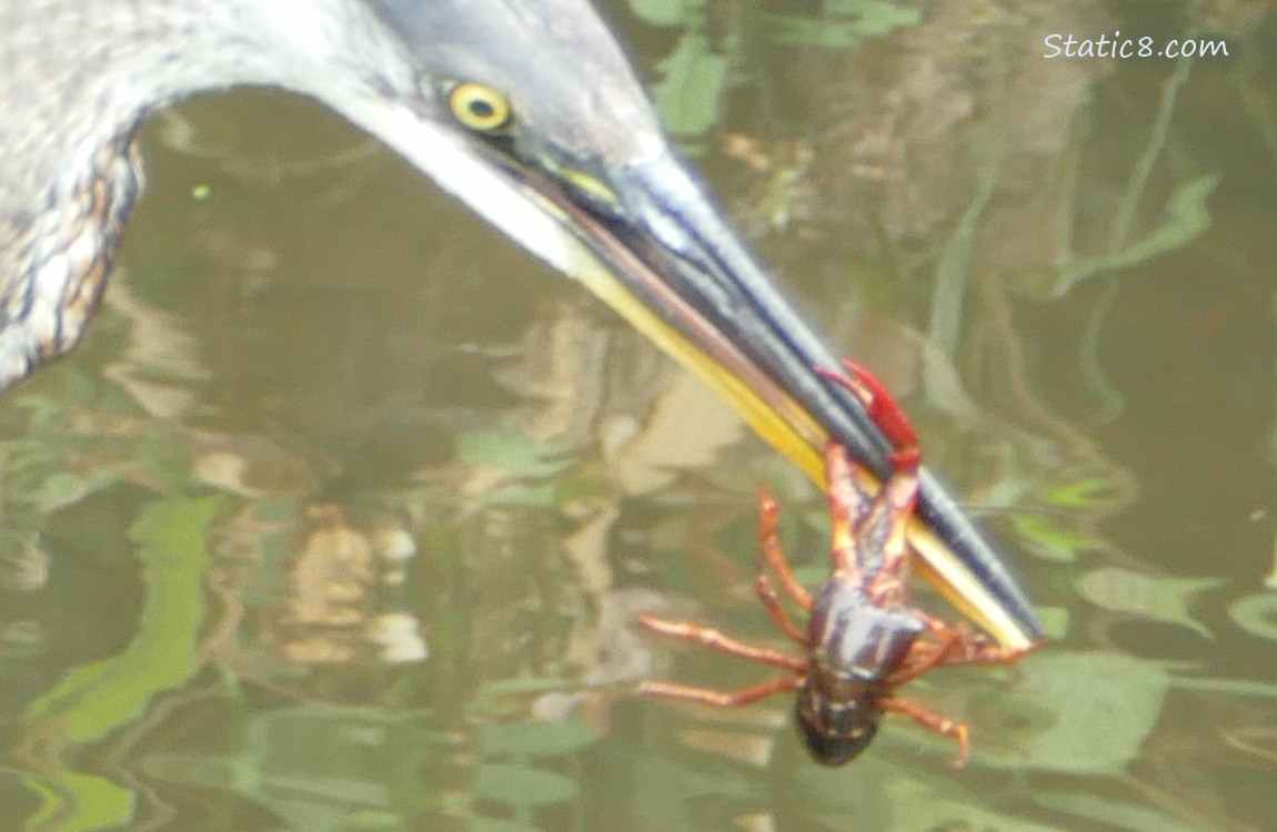 Great Blue Heron with a Crawdad hanging from their beak