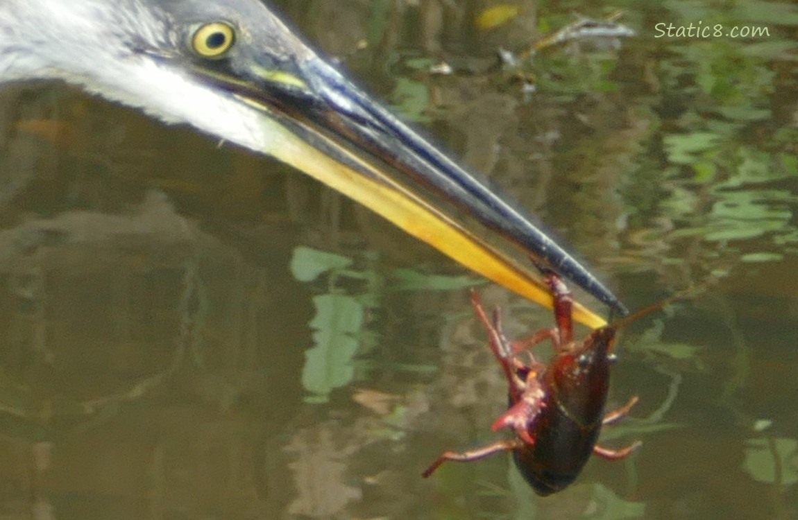 Great Blue Heron with a Crawdad hanging from their beak