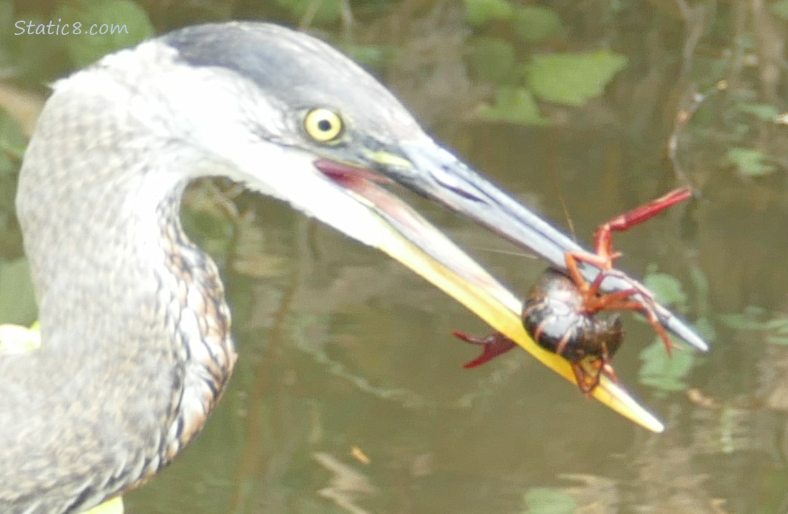 Great Blue Heron with a Crawdad in their beak