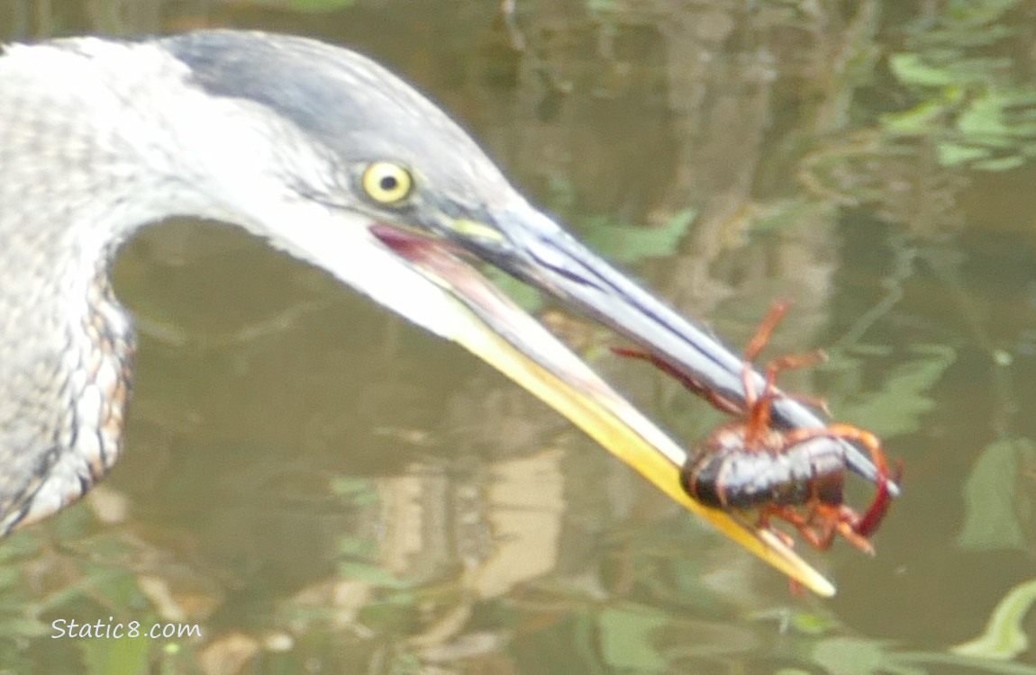 Great Blue Heron with a Crawdad in their beak