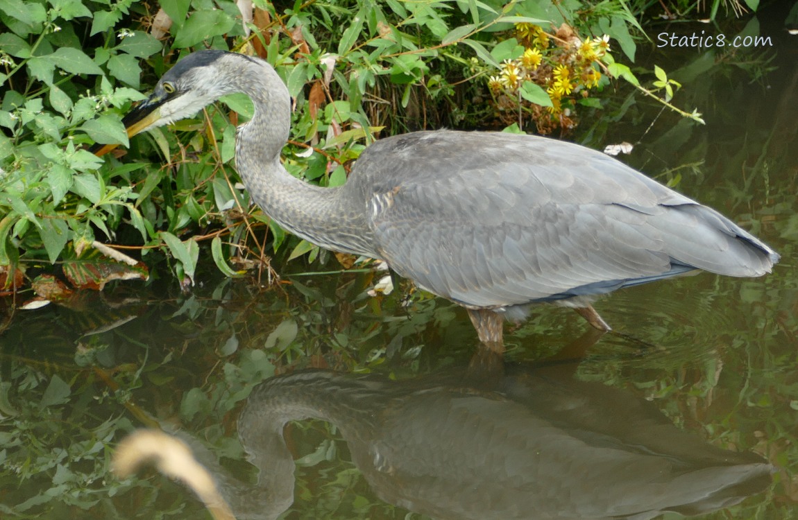 Great Blue Heron hunting