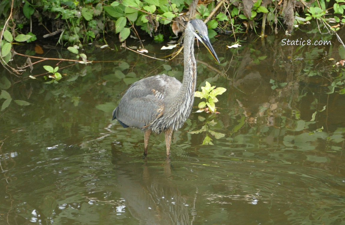Great Blue Heron looking down at the water