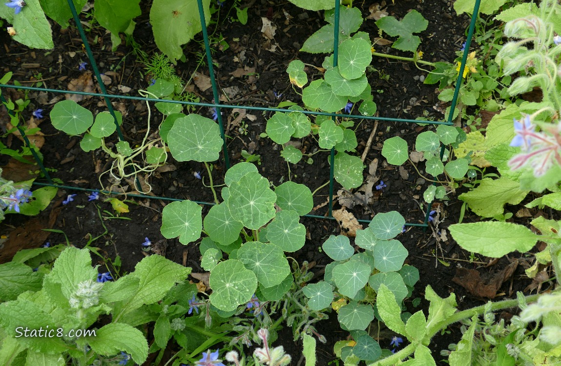 Nasturtiums under a wire trellis