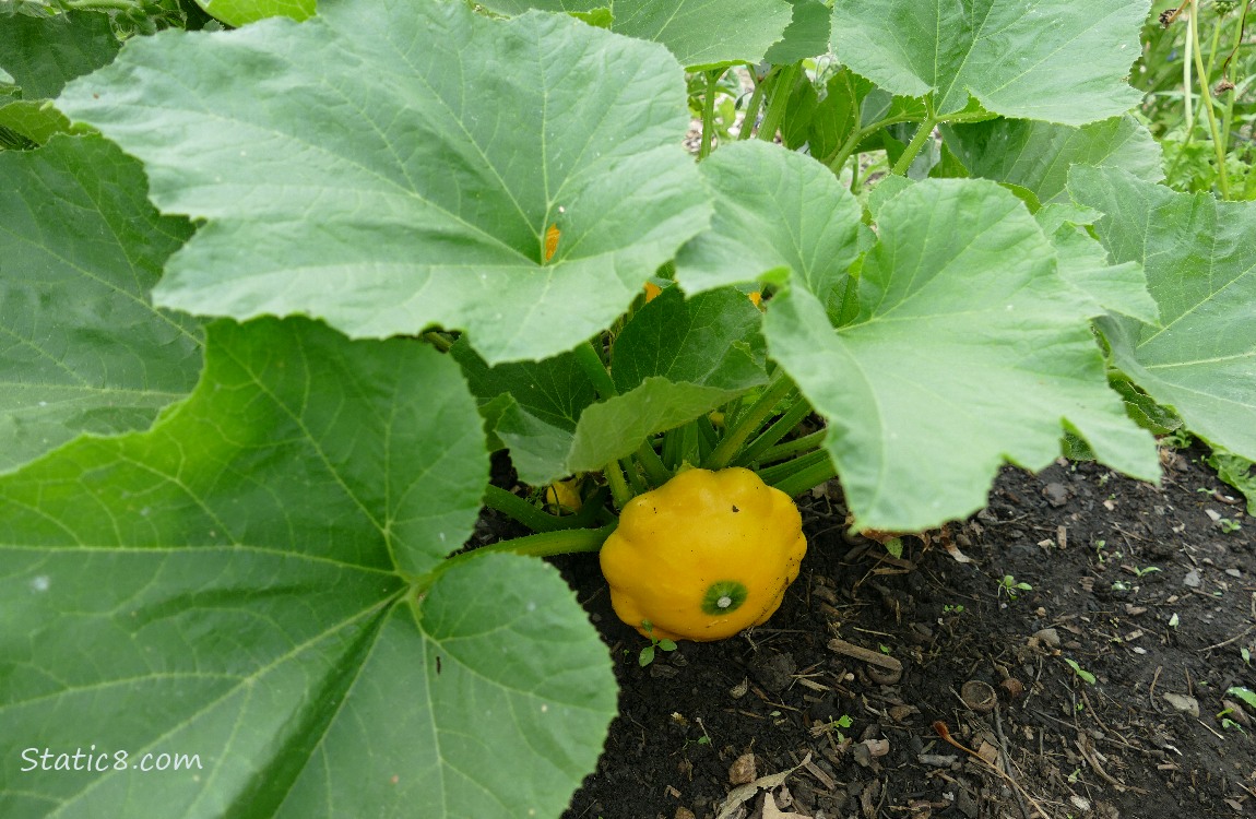 Patty Pan fruit under the leaves of the plant