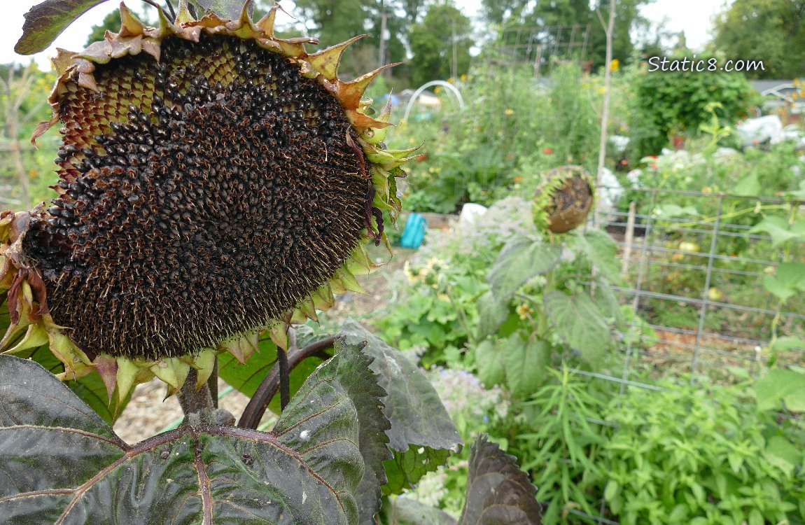 Sunflower seed head with a chunk missing