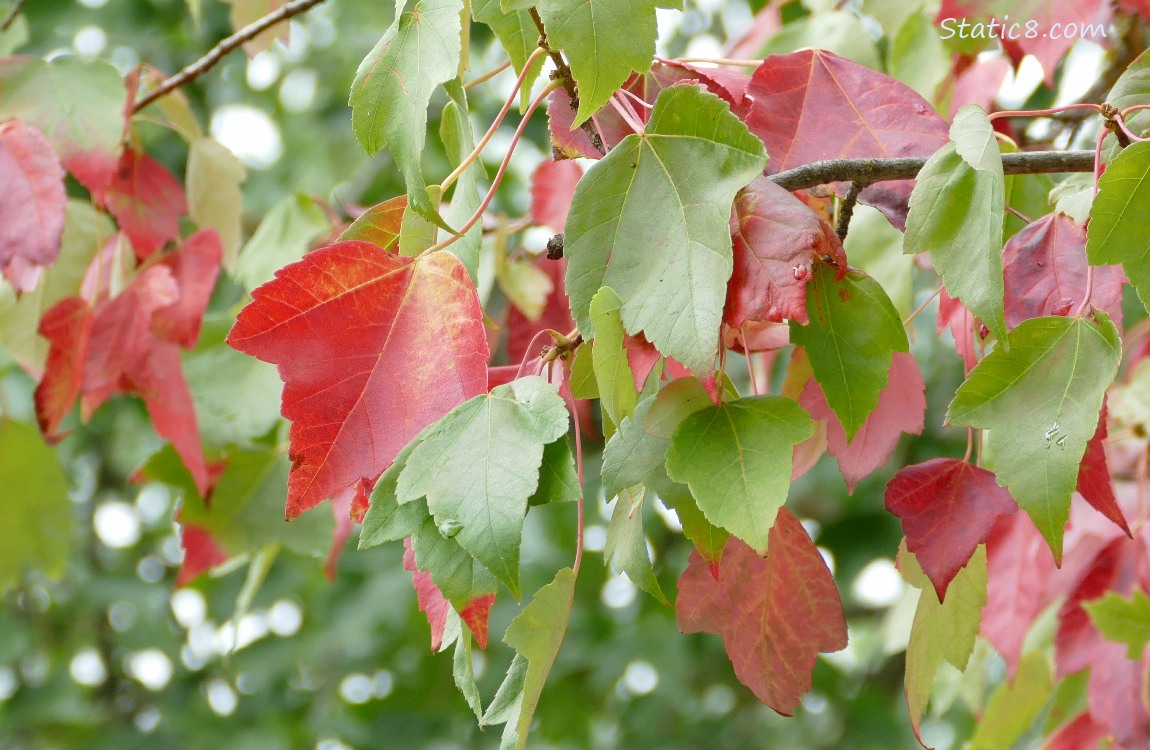 Red Maple leaves changing colours