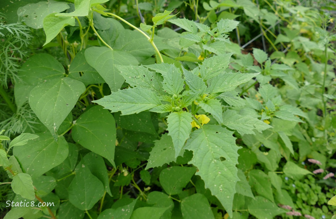 Tomatillo plant with bean plants