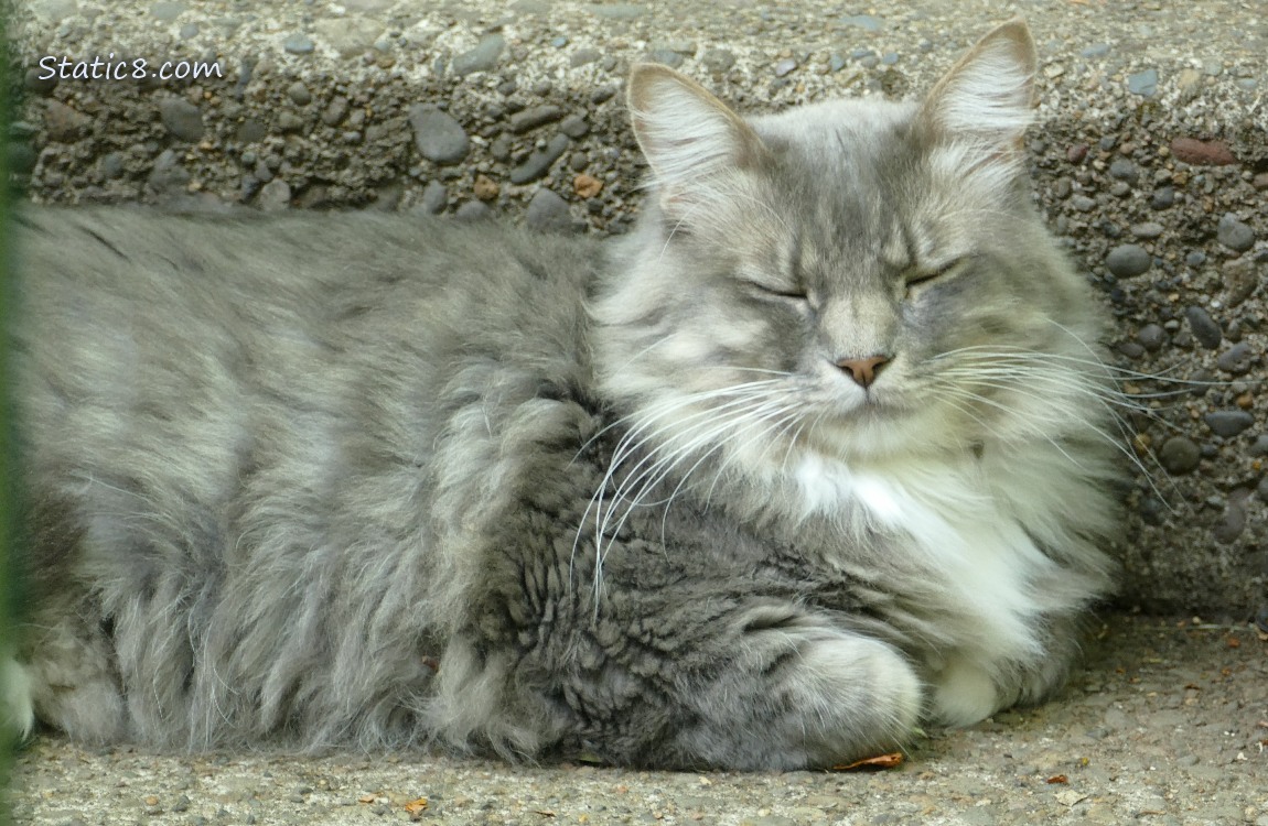 Grey cat napping on a sidewalk step